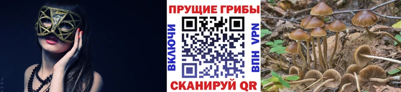 Галлюциногенные грибы Cubensis  магазин продажи   сайты даркнета клад  Могоча 
